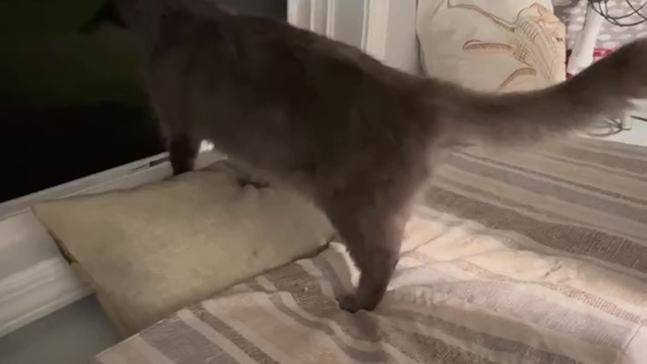Is this The Kiffness Cat?