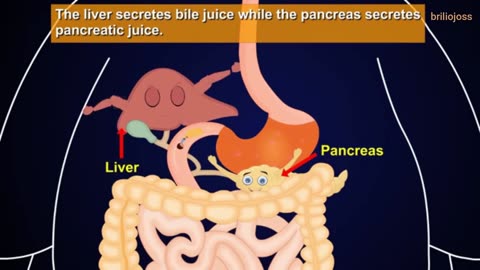 Digestive System of Human Body