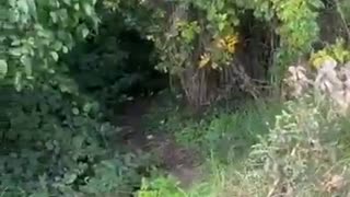 Dublin A drug up foreigner attacks locals and get chased.