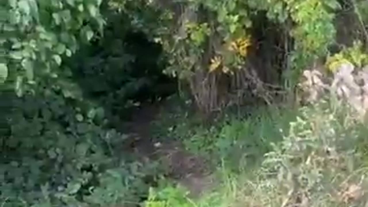 Dublin A drug up foreigner attacks locals and get chased.