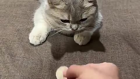 funny cats😺