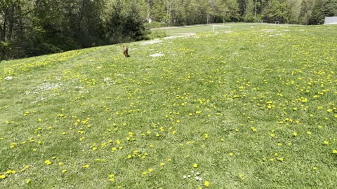 Tokala walks through the dandelions