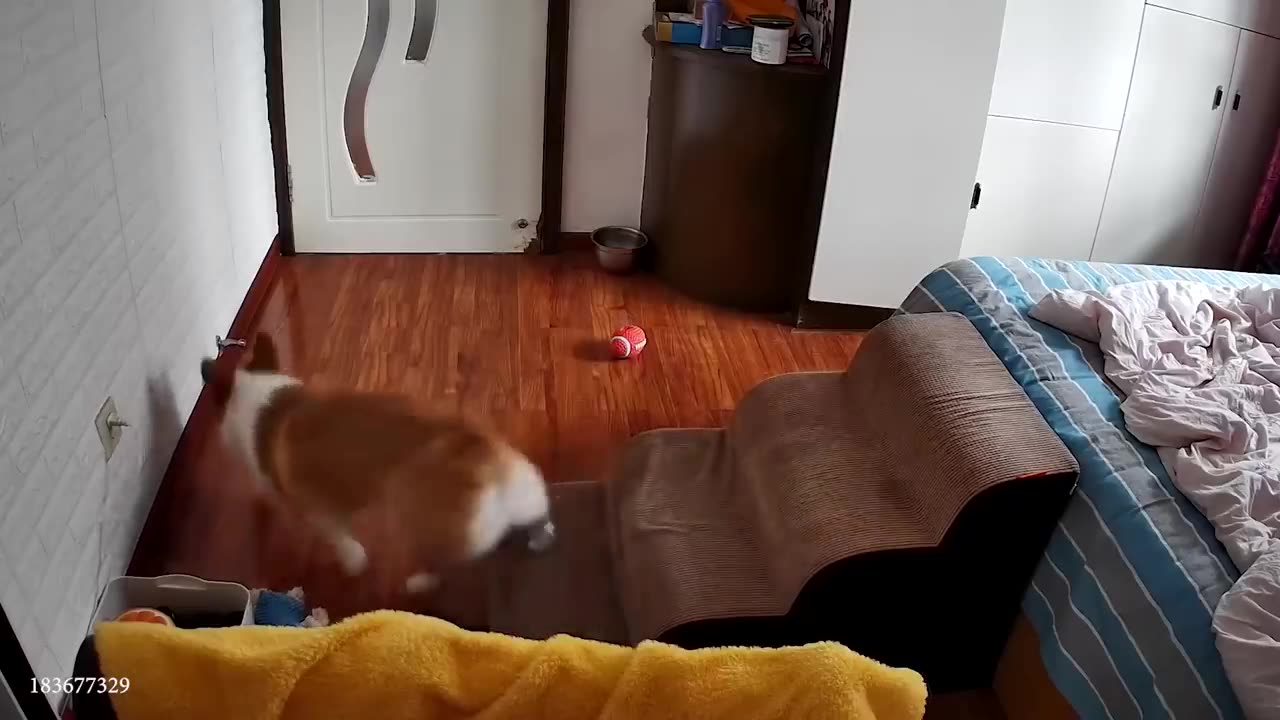 Funny animal video