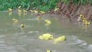 Frogs in Water