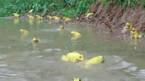 Frogs in Water