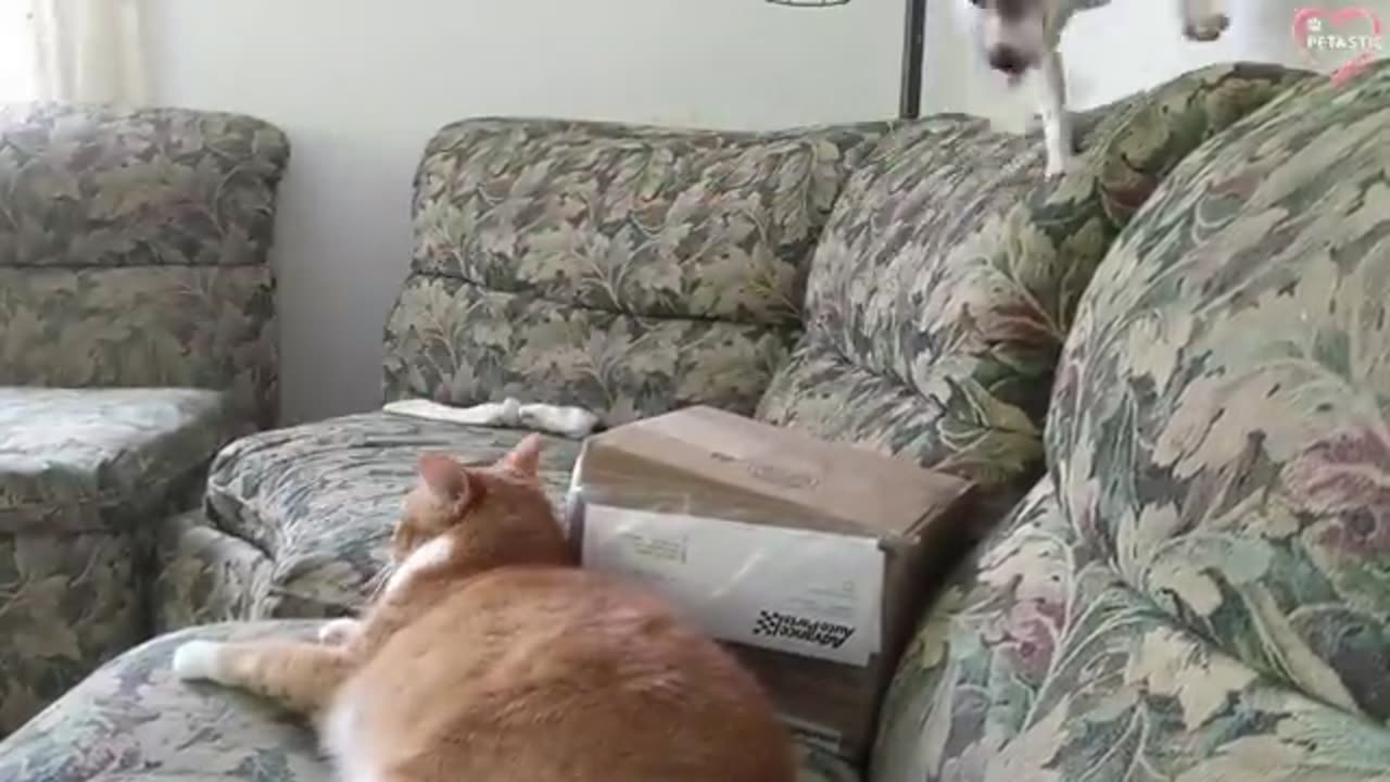 Cats vs Dogs Fighting - Funny Cats and Dogs Compilation || PETASTIC 🐾