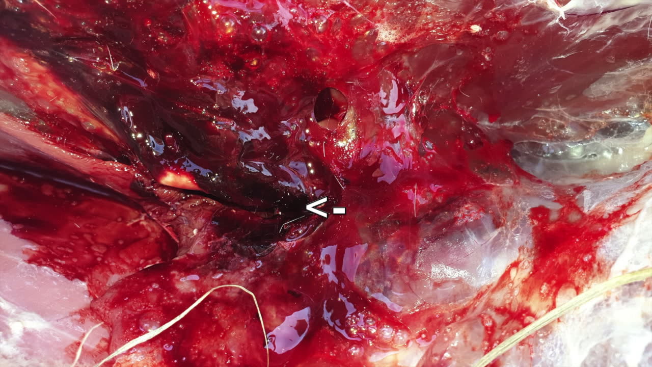 Texas Closing Weekend Hunt