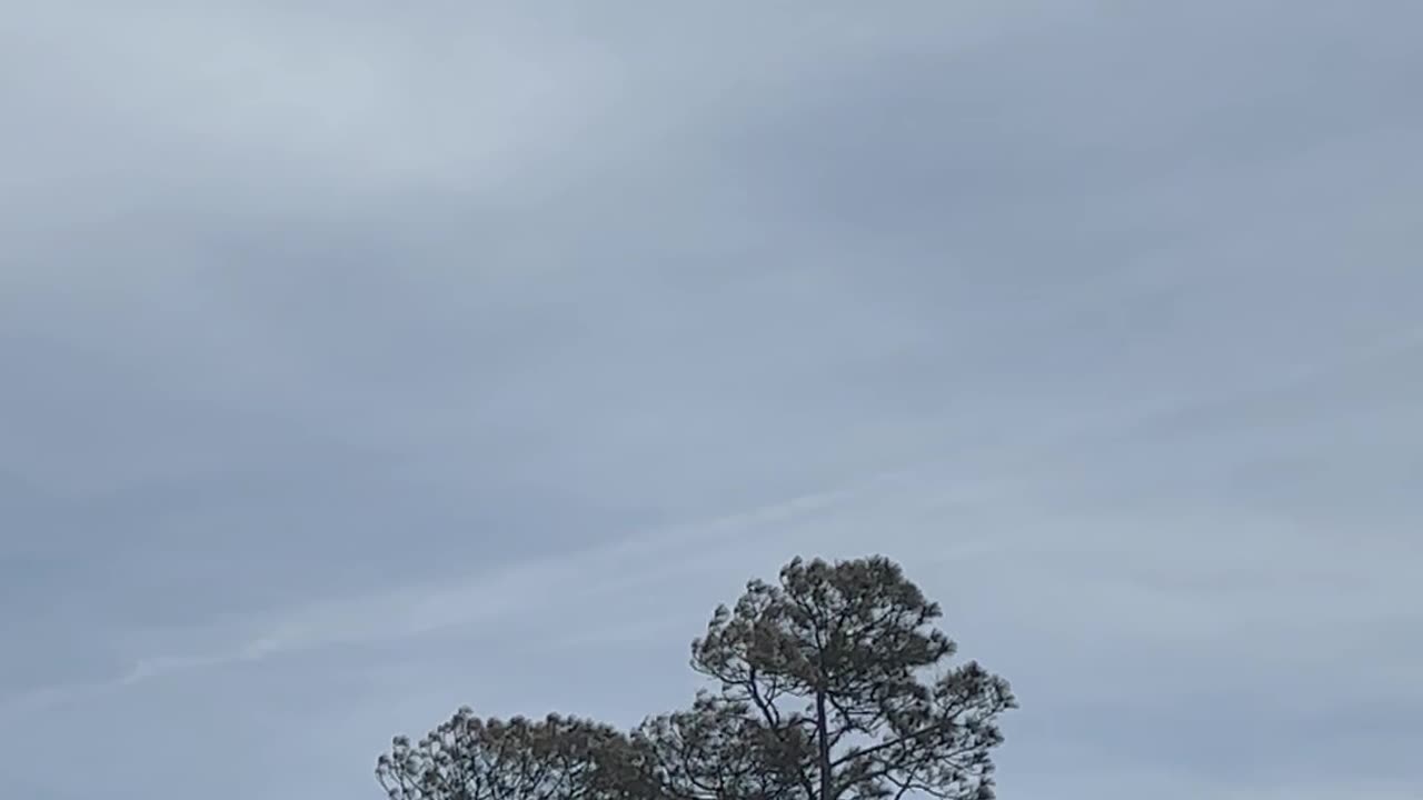 No care for Bald Eagles spraying continues!