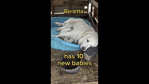 Beretta, one of our livestock guardian dogs (Great Pyrenees) has 10 new beautiful babies.