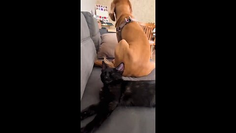 Dog vs Cat
