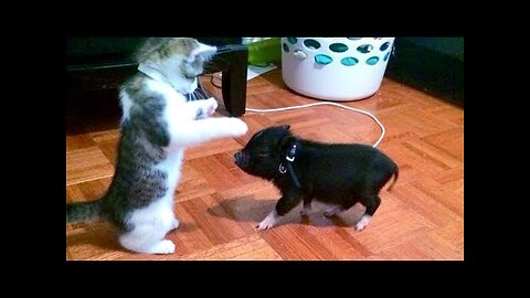 Try NOT TO LAUGH and KEEP A STRAIGHT FACE challenge - Super FUNNY ANIMAL compilation