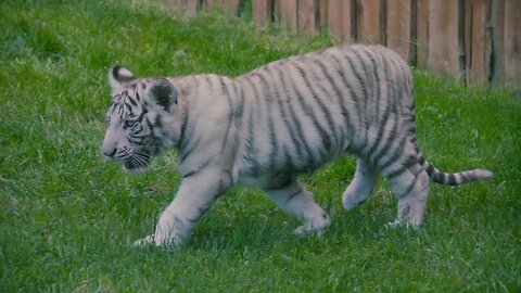 Which Tiger? Baby Tiger's First Jungle Roar 🐯 | Real Wild Moments |