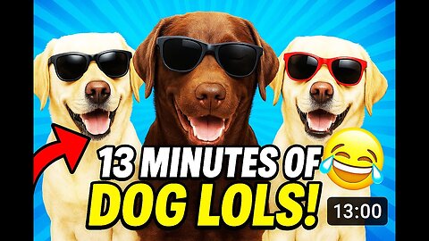 What Happens When Dogs Take Over the House?