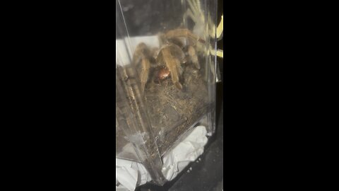 Tarantula first roach and another cricket