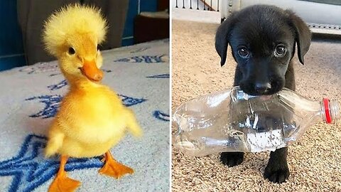Funniest Animals 2024 😂 Best Funny Cats and Dogs 😻🐶| Cute Baby Dogs
