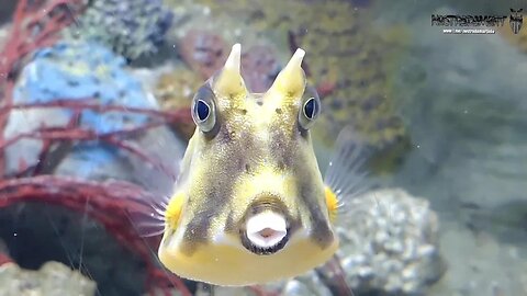 Ce poisson a un air familier