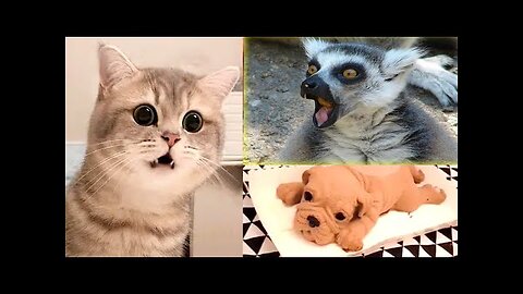 Funny animals 😹 Best of the 2025 funny animal vedios 😂🤣
