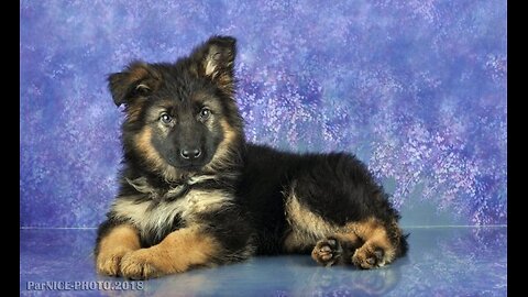 Cute fluffy puppy