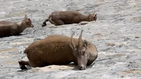 Amazing Footage: Goats Climbing on a Near-Vertical Dam | National Geographic