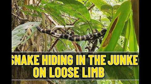 Survival Man Discovers Snake in Hidden Water Cave | Wild Jungle Challenge