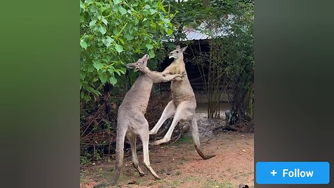 Playful Kangaroo Boxing Match in the Outback! 🥊🦘