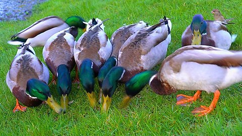 While Hens Are Nesting, Mallard Duck Drakes Have Group Breakfast Feasts