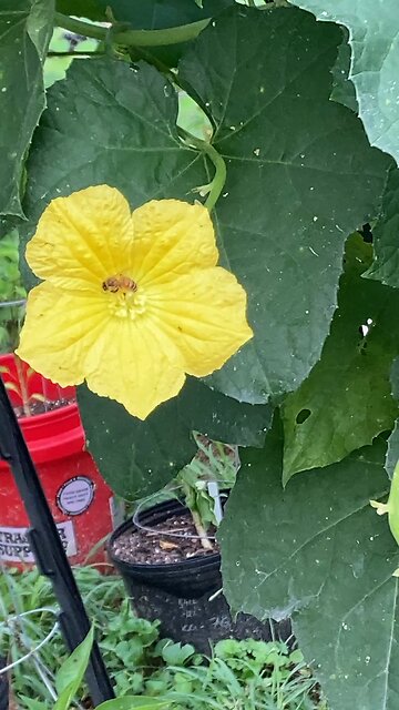 Luffa Flowers