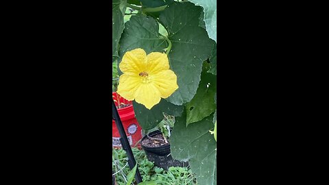 Luffa Flowers
