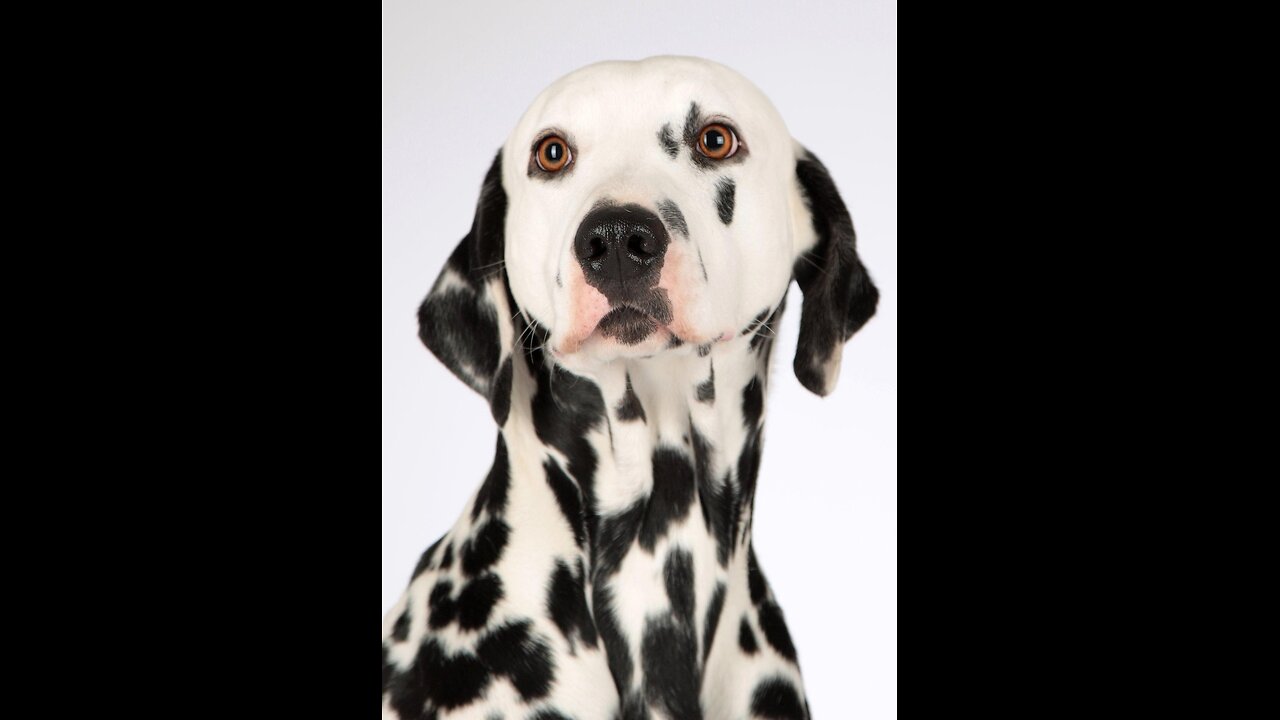 I love dogs but I am not a dog lover