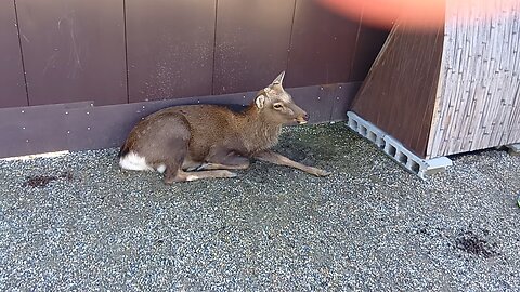 奈良県にいる鹿さんの映像