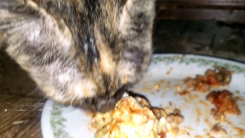 Kitty Cat Loves Lasagna Watch Her Mukbang