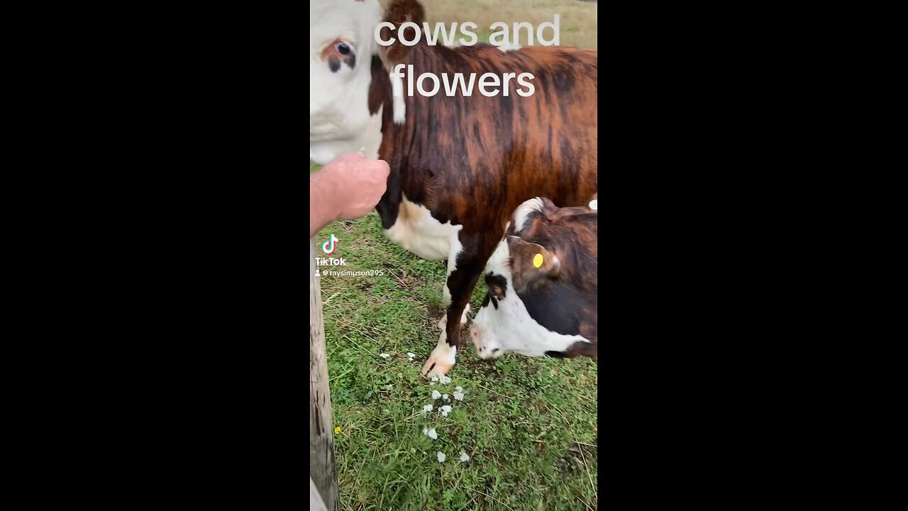 Cows and flowers