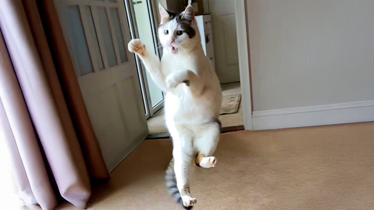 Most Dramatic CATS on Earth 😂 Funny Cats Videos 2025