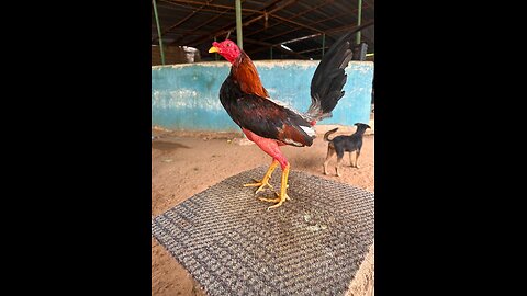 gallos