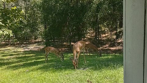 Our little FL fawns growing up so fast