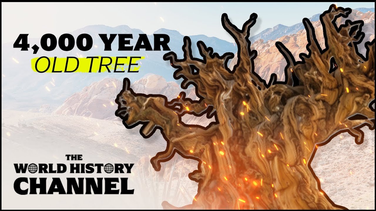 Methuselah Tree: The World's Oldest Tree | The Curse Of The Methuselah