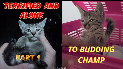 Terrified 2 month old kitten dumped ALONE PART 1 ... he was only caught 36 hours later...