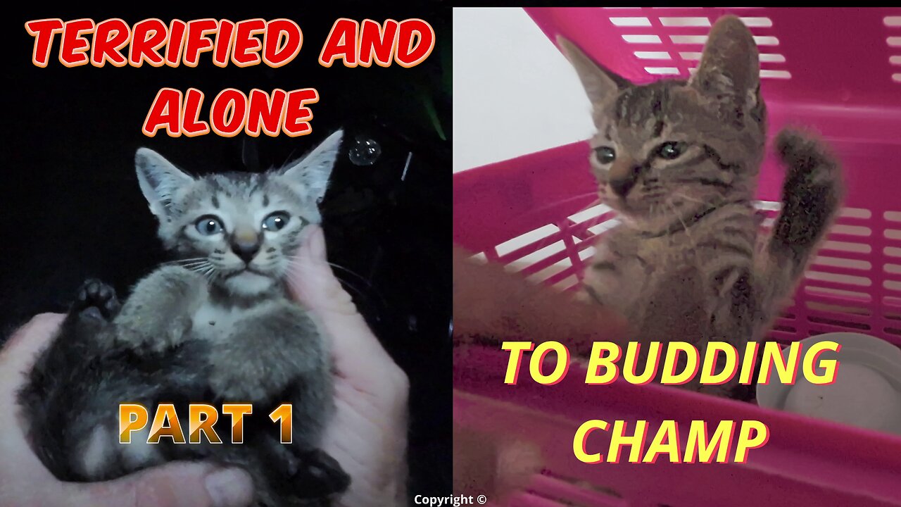 Terrified 2 month old kitten dumped ALONE PART 1 ... he was only caught 36 hours later...