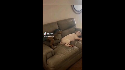 Try not to laugh 😂