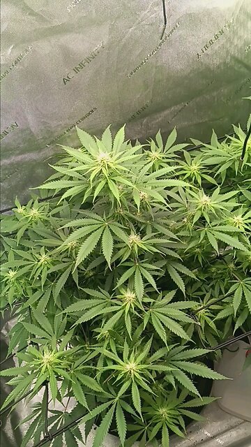 Wedding cheesecake week 11 day 4