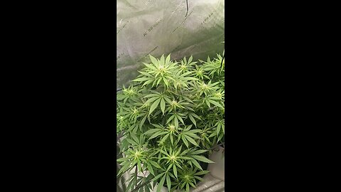 Wedding cheesecake week 11 day 4