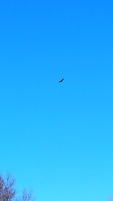2 Hawks circling
