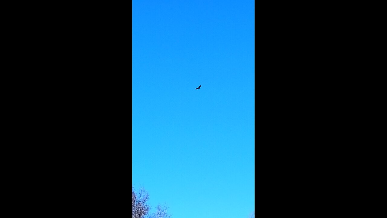 2 Hawks circling