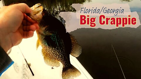 Crappie and a Manatee!