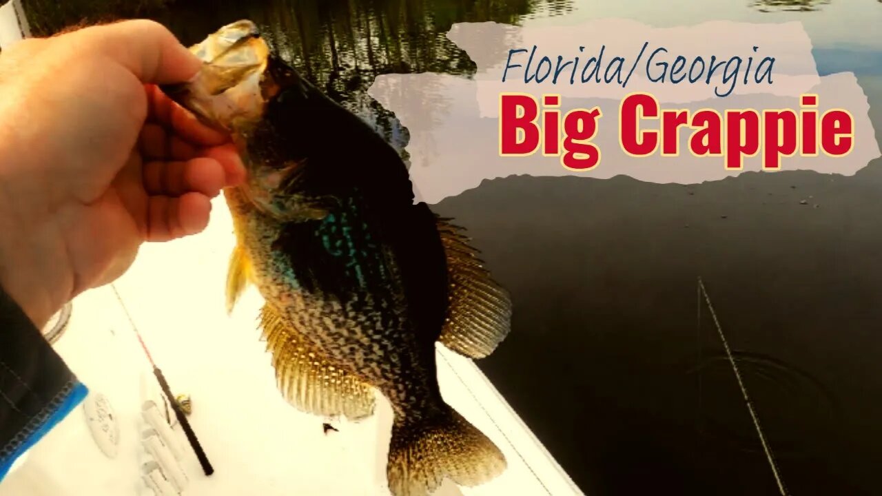 Crappie and a Manatee!