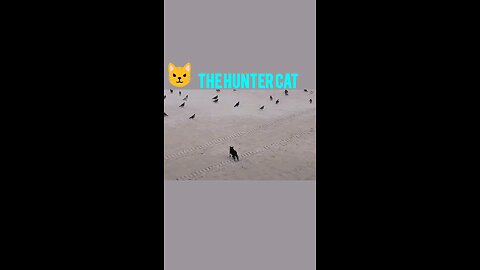 The Hunter Cat