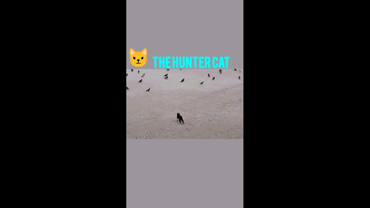 The Hunter Cat