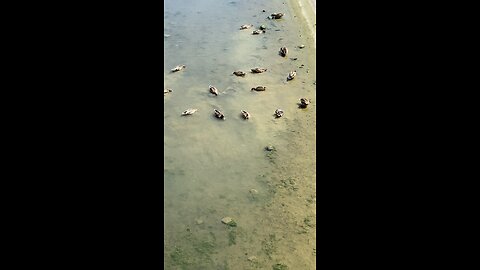 Mallard Ducks 🦆 #mallardducks #followme #ducks #shorts #viral #trending