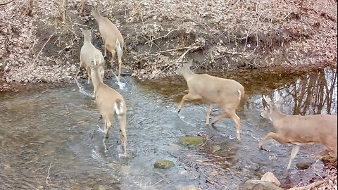Herd of Deer Crossing a Stream