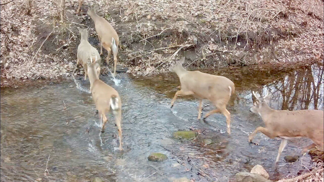 Herd of Deer Crossing a Stream